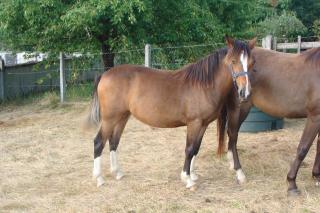 http://cedesmillieres.fr/sites/default/files/imagecache/preset3/071.JPG