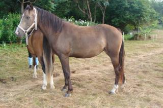 http://cedesmillieres.fr/sites/default/files/imagecache/preset3/075.JPG