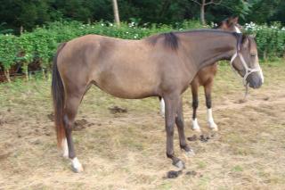 http://cedesmillieres.fr/sites/default/files/imagecache/preset3/076_0.JPG