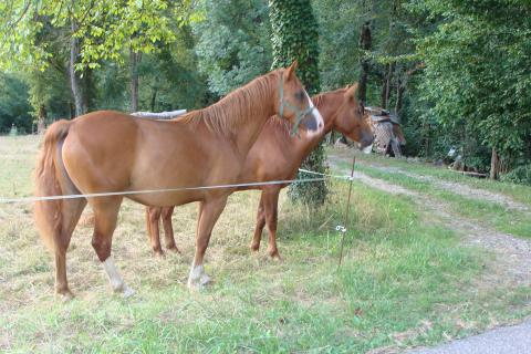 Nos poneys