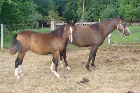 Nos poneys