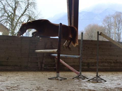 Nos poneys